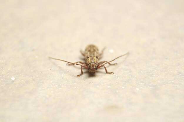 แมลงสาบกัดมีอันตรายหรือไม่และควรทำอย่างไรเมื่อถูกกัด แมลงสาบ กัดเป็นอะไรไหม