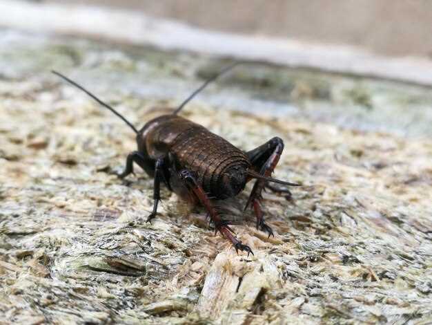 แมลงสาบชอบอาศัยอยู่ที่ไหนและวิธีป้องกันการเข้ามาในบ้าน แมลงสาบ ชอบอยู่ที่ไหน