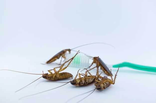 วิธีการผสมพันธุ์ของแมลงสาบและวงจรชีวิตที่น่าสนใจ วิธีการผสมพันธุ์ของแมลงสาบและวงจรชีวิตที่น่าสนใจ