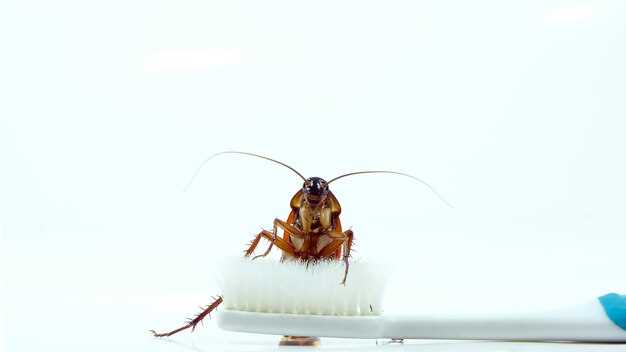 แมลงสาบ มีกี่สายพันธุ์