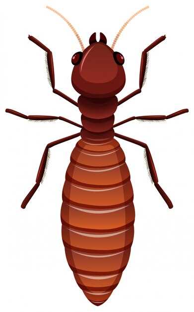 แมลงสาบเกิดจากอะไรและวิธีป้องกันไม่ให้เข้ามาในบ้าน