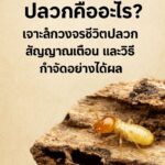 termite_thai